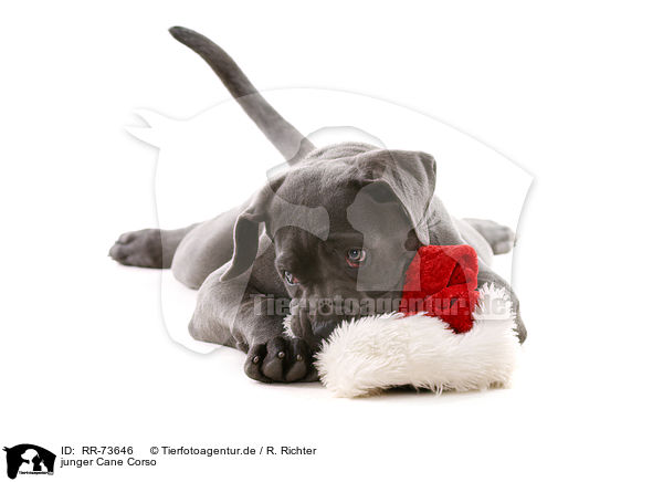 junger Cane Corso / young Cane Corso / RR-73646