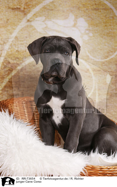 junger Cane Corso / young Cane Corso / RR-73654