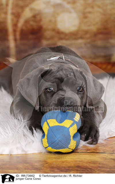 junger Cane Corso / young Cane Corso / RR-73662