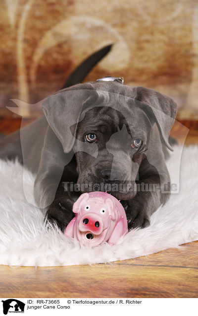 junger Cane Corso / young Cane Corso / RR-73665