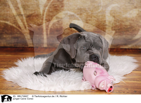 junger Cane Corso / young Cane Corso / RR-73667