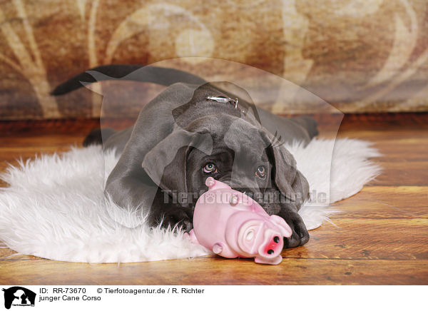 junger Cane Corso / young Cane Corso / RR-73670