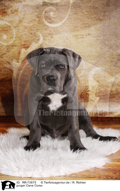 junger Cane Corso / young Cane Corso / RR-73675