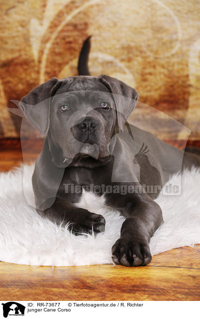 junger Cane Corso / young Cane Corso / RR-73677