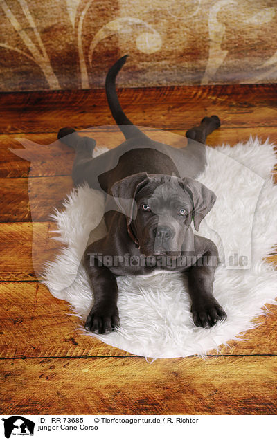 junger Cane Corso / RR-73685
