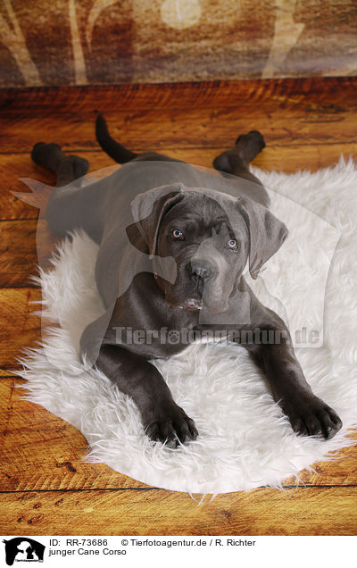 junger Cane Corso / RR-73686