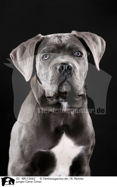 junger Cane Corso / young Cane Corso / RR-73692