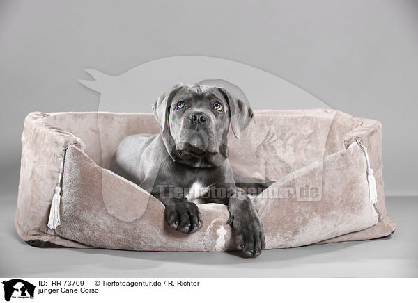 junger Cane Corso / RR-73709