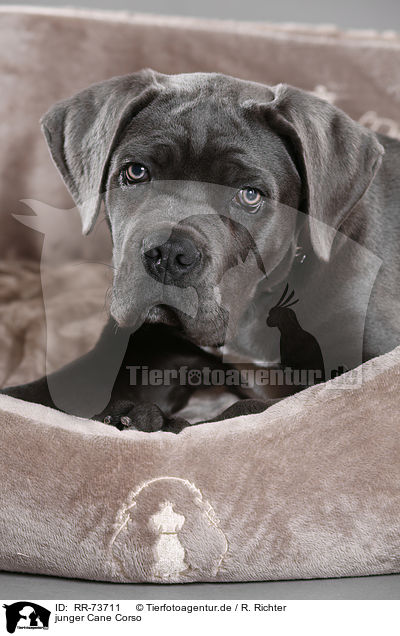 junger Cane Corso / RR-73711