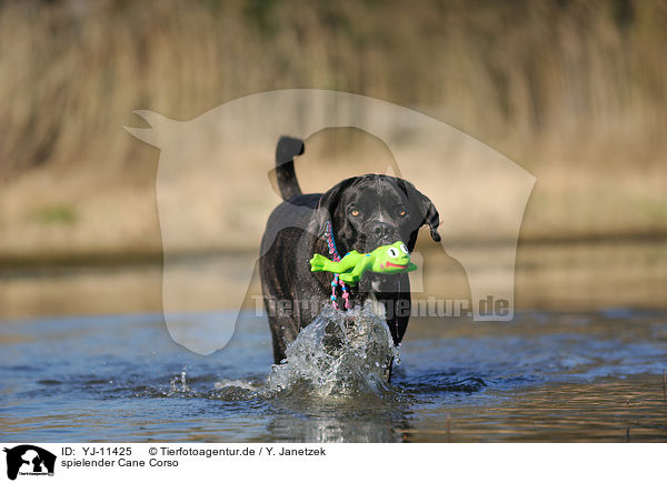 spielender Cane Corso / YJ-11425