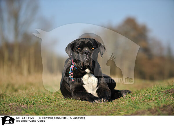 liegender Cane Corso / YJ-11427