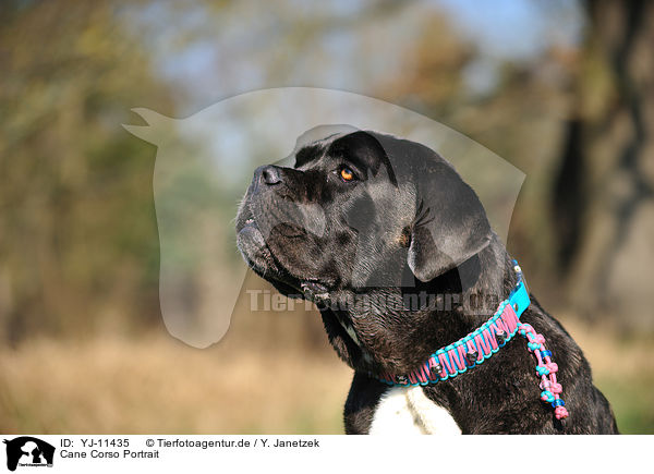 Cane Corso Portrait / Cane Corso Portrait / YJ-11435