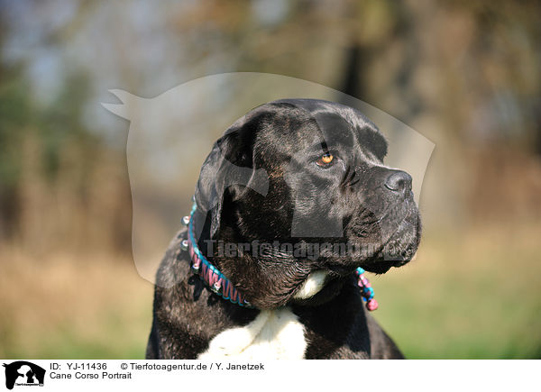 Cane Corso Portrait / YJ-11436