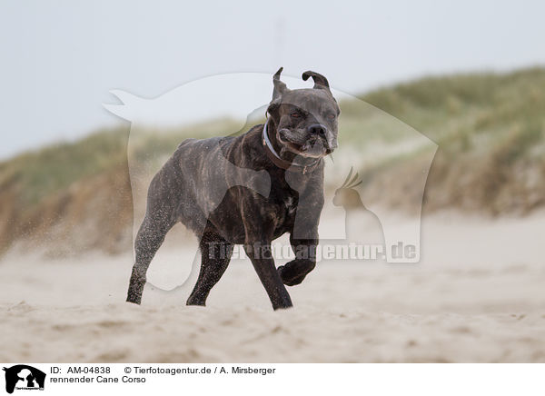 rennender Cane Corso / running Cane Corso / AM-04838