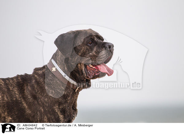 Cane Corso Portrait / Cane Corso Portrait / AM-04842