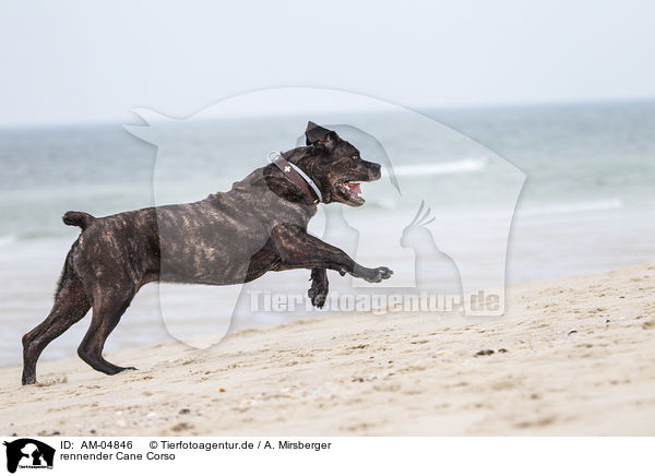 rennender Cane Corso / AM-04846