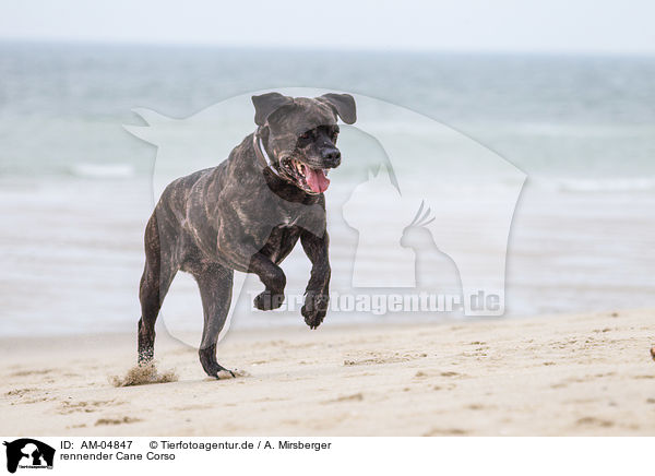 rennender Cane Corso / AM-04847