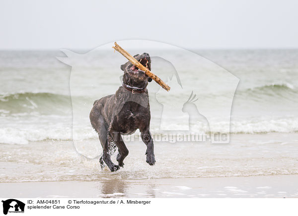 spielender Cane Corso / playing Cane Corso / AM-04851