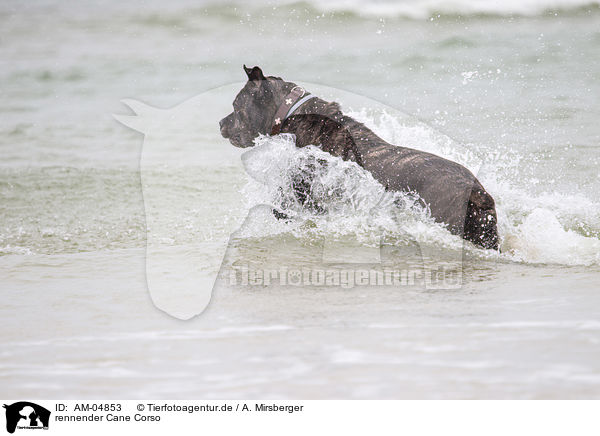 rennender Cane Corso / running Cane Corso / AM-04853
