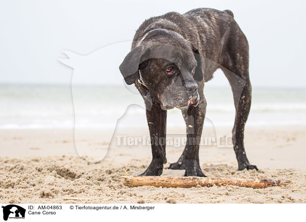 Cane Corso / Cane Corso / AM-04863