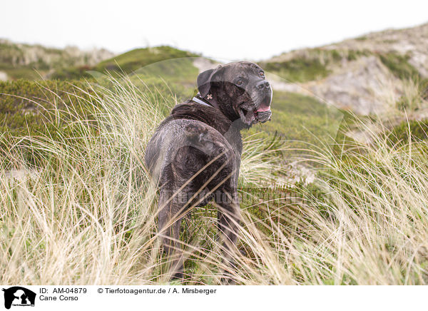 Cane Corso / Cane Corso / AM-04879