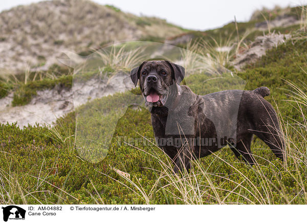 Cane Corso / AM-04882
