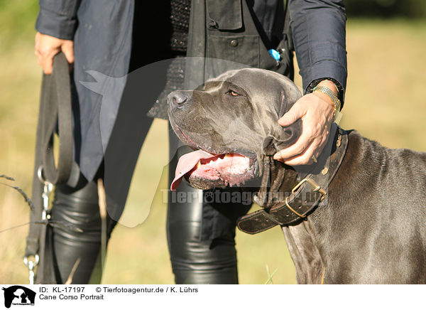 Cane Corso Portrait / Cane Corso Portrait / KL-17197