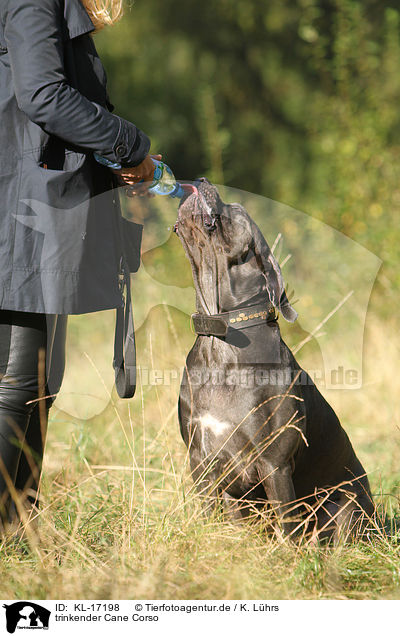trinkender Cane Corso / drinking  Cane Corso / KL-17198