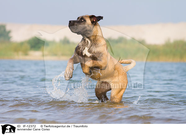 rennender Cane Corso / running Cane Corso / IF-12372