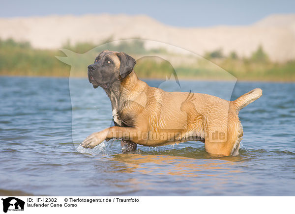 laufender Cane Corso / walking Cane Corso / IF-12382
