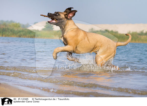 spielender Cane Corso / playing Cane Corso / IF-12385