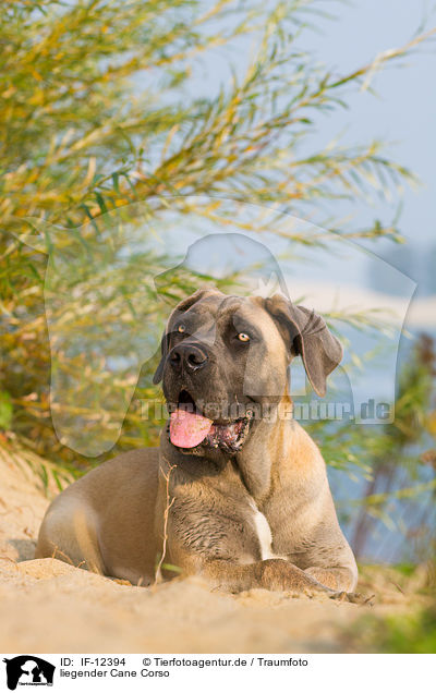 liegender Cane Corso / lying Cane Corso / IF-12394