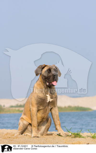 sitzender Cane Corso / sitting Cane Corso / IF-12401