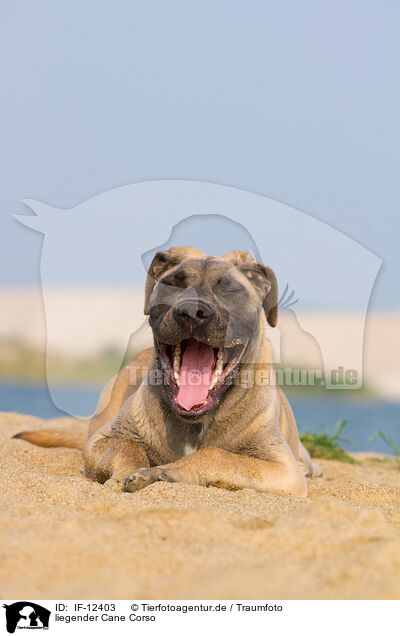 liegender Cane Corso / lying Cane Corso / IF-12403