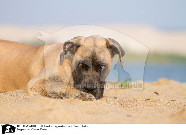 liegender Cane Corso / lying Cane Corso / IF-12408