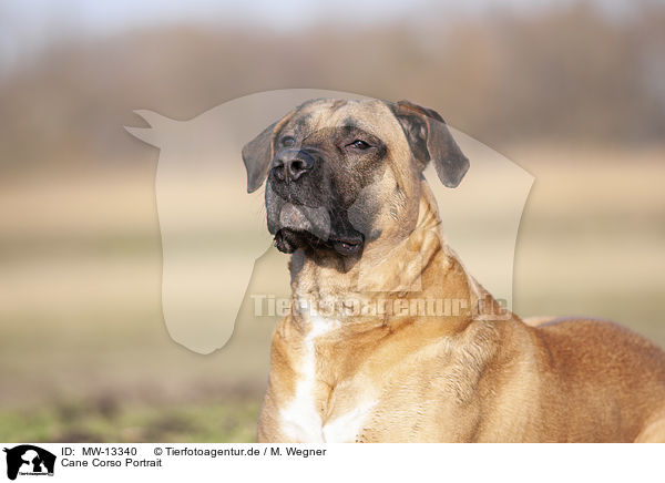 Cane Corso Portrait / Cane Corso Portrait / MW-13340