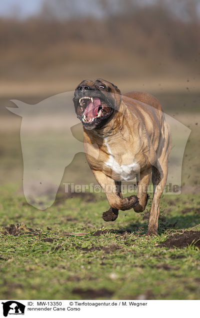 rennender Cane Corso / MW-13350