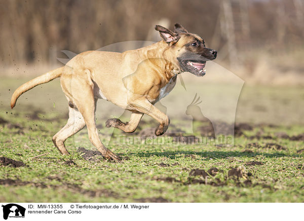 rennender Cane Corso / MW-13355