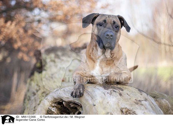 liegender Cane Corso / lying Cane Corso / MW-13366