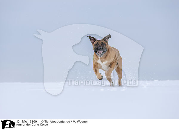 rennender Cane Corso / running Cane Corso / MW-13369
