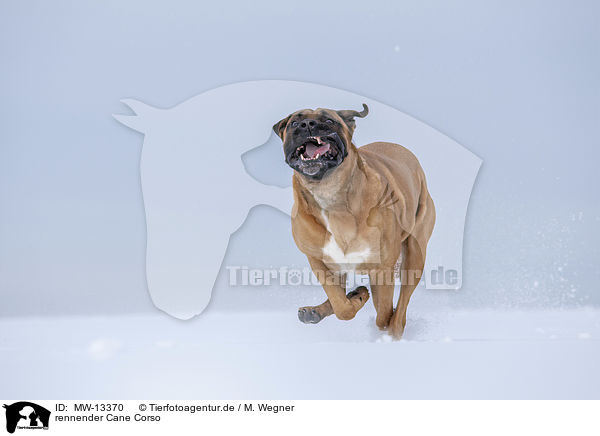rennender Cane Corso / MW-13370