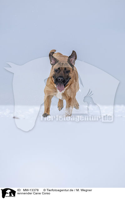 rennender Cane Corso / running Cane Corso / MW-13378