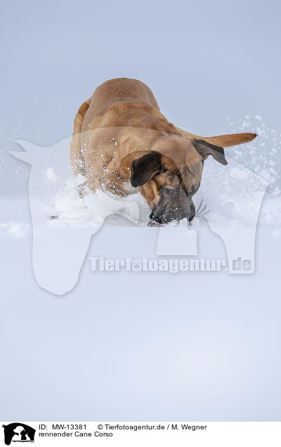 rennender Cane Corso / running Cane Corso / MW-13381