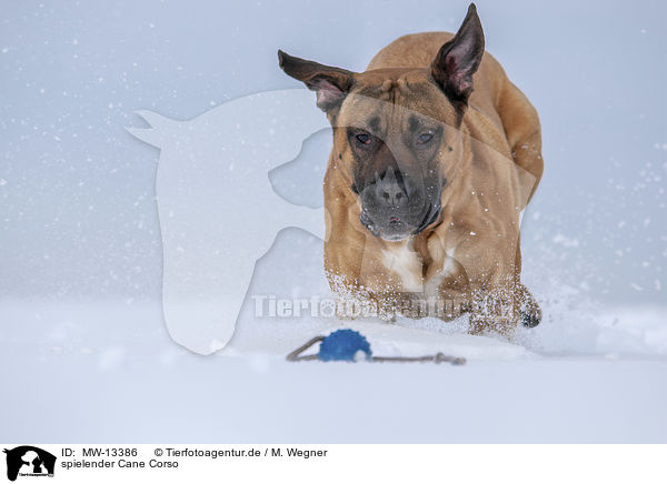 spielender Cane Corso / playing Cane Corso / MW-13386