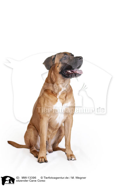 sitzender Cane Corso / sitting Cane Corso / MW-13396