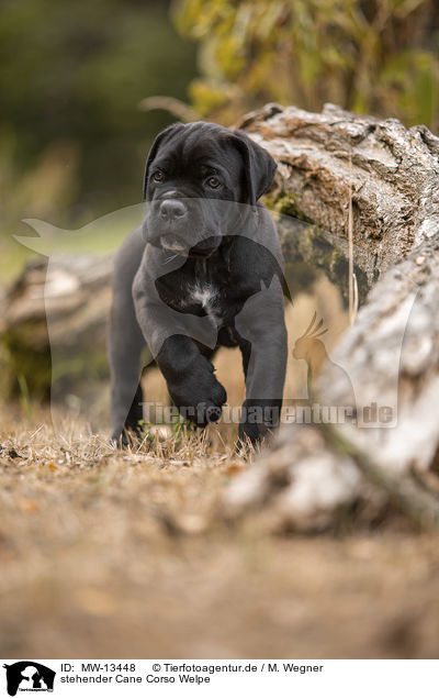 stehender Cane Corso Welpe / standing Cane Corso puppy / MW-13448