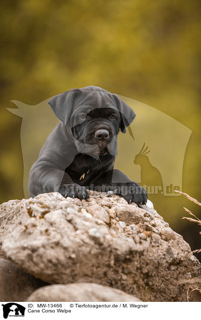 Cane Corso Welpe / Cane Corso puppy / MW-13466