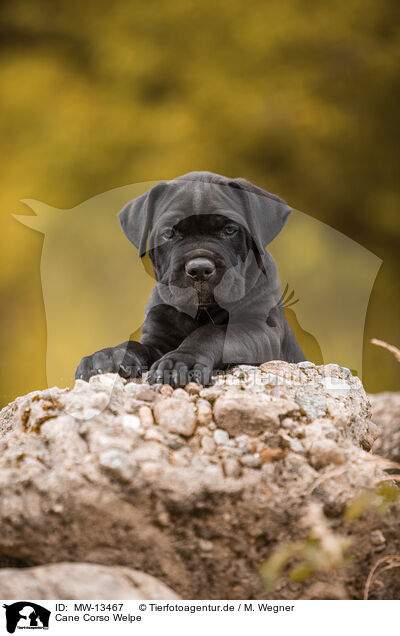 Cane Corso Welpe / MW-13467