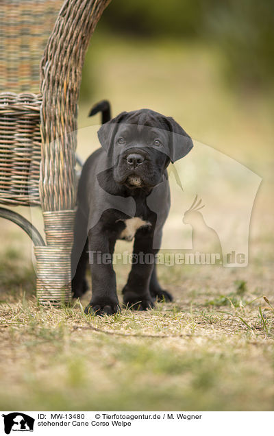 stehender Cane Corso Welpe / standing Cane Corso puppy / MW-13480