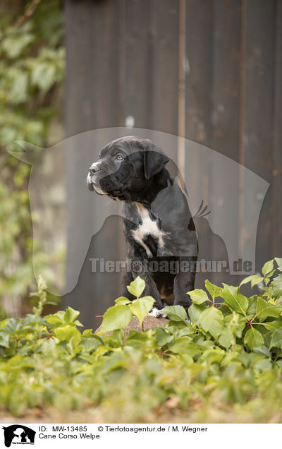 Cane Corso Welpe / MW-13485